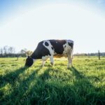 black and white cow on green grass field during daytime